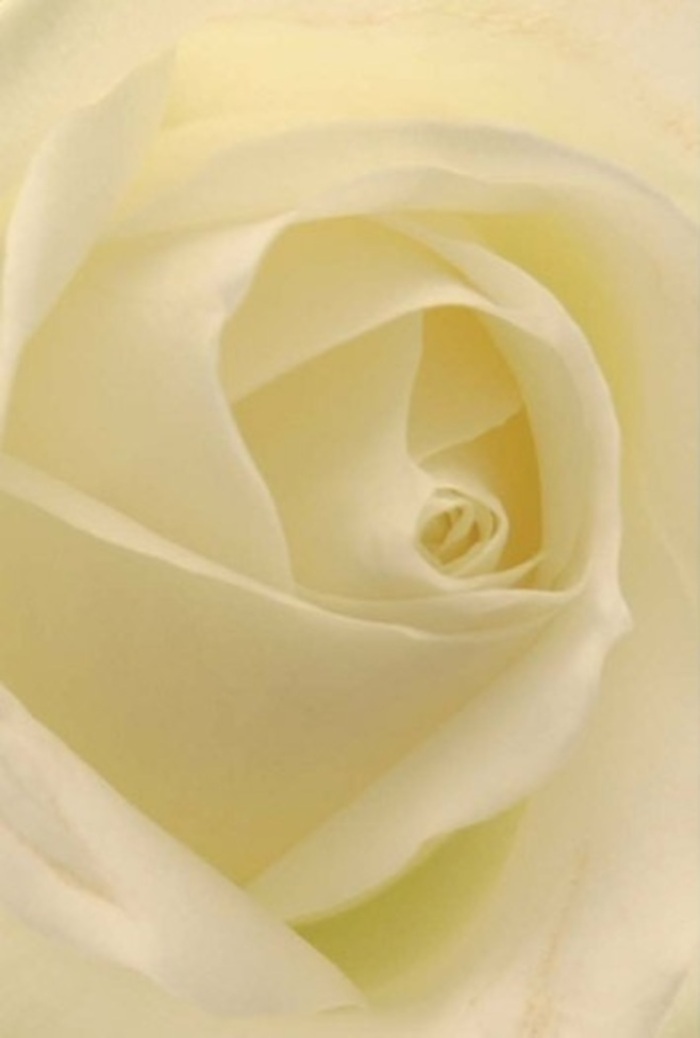 Gazing closely at this white rose-a favorite choice among Barnes florists for its natural sophistication-you become absorbed by the play of soft layering and luminous colour in every petal. Shades of white and cream merge seamlessly, catching the gentle, filtered light as though flooded by a Barnes sunrise over the Thames. Each spiral draws the eye to the flower's serene core, its near-perfect form evoking purity, hope, and quiet strength. The careful craftsmanship behind the arrangement suggests a florist's hand skilled in translating emotion into blooms, be it for a bridal bouquet, a sincere apology, or an elegant centerpiece at a wedding along Castelnau. Delicate shadows drift between petals, enhancing the sense of depth and elevation, while subtle shifts in colour suggest freshness, resilience and a moment frozen in time. The overall impression is one of understated beauty and calm, with a clean, almost ethereal fragrance just on the air-a hallmark of Flower Delivery Barnes. Whether chosen for a heartfelt occasion or simply to celebrate the simple joys of life in Barnes, this rose encapsulates grace, tenderness, and the thoughtful tradition of local floral artistry.